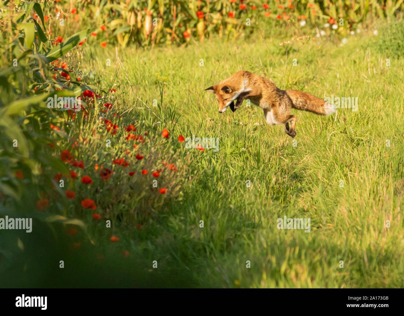 Teenage fox cub praticare la sua abilità di uccisione saltando su arvicole e topi in corrispondenza del bordo di un campo di mais circondato da papaveri rossi Foto Stock