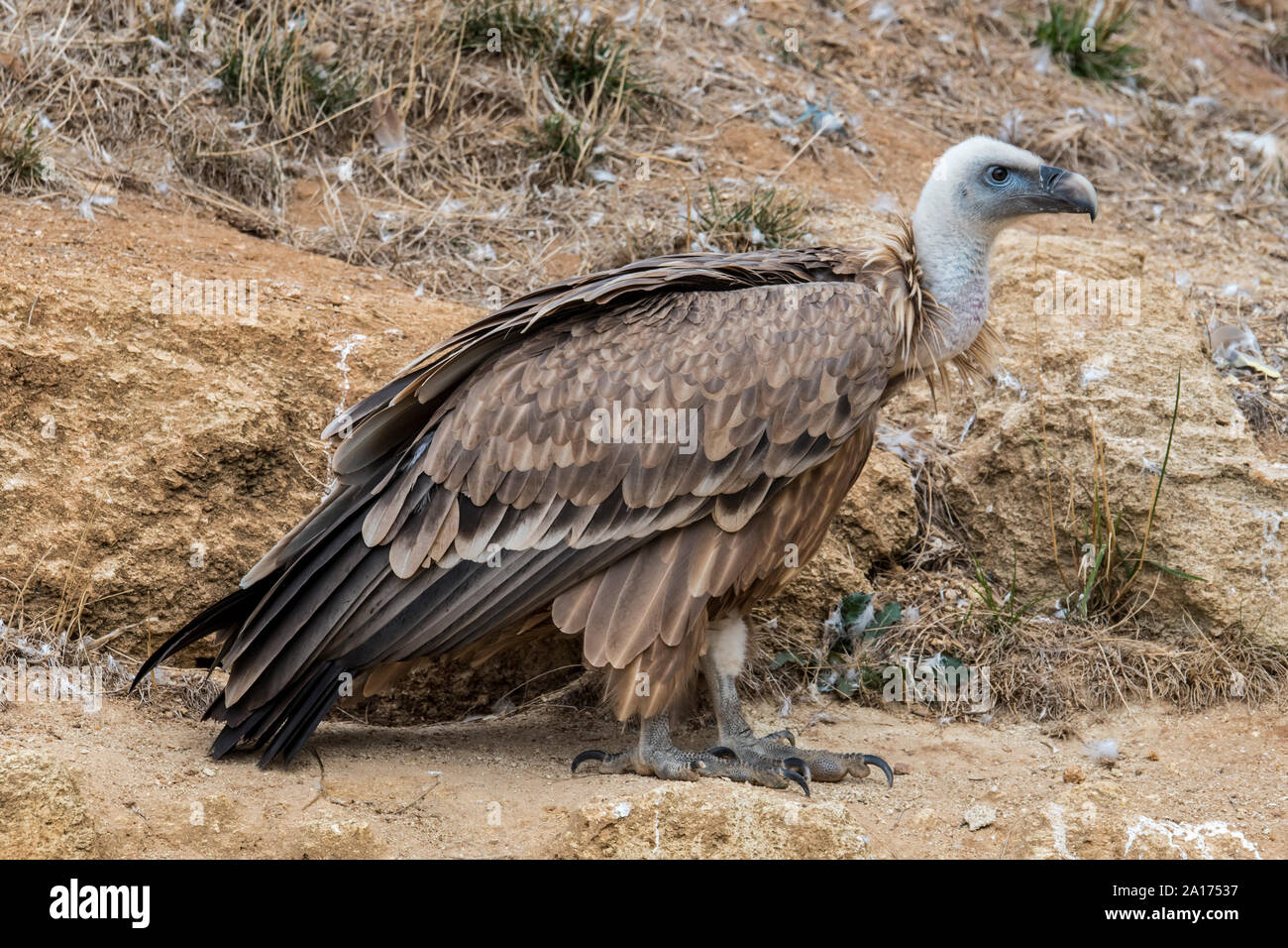 Grifone (Gyps fulvus) nativa per la Francia e la Spagna in Europa Foto Stock