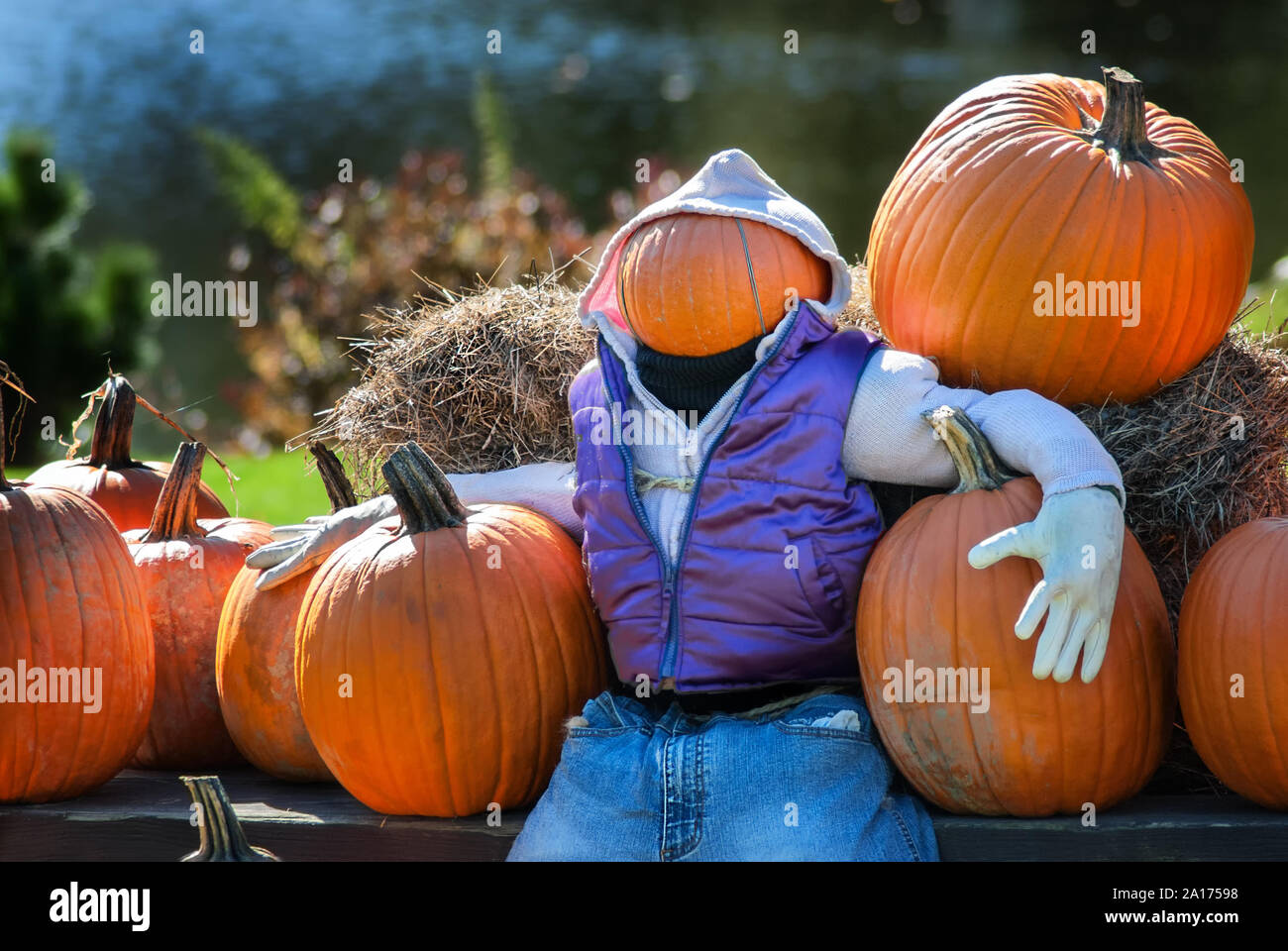 Testa di zucca uomo tra zucche appena raccolte Foto Stock