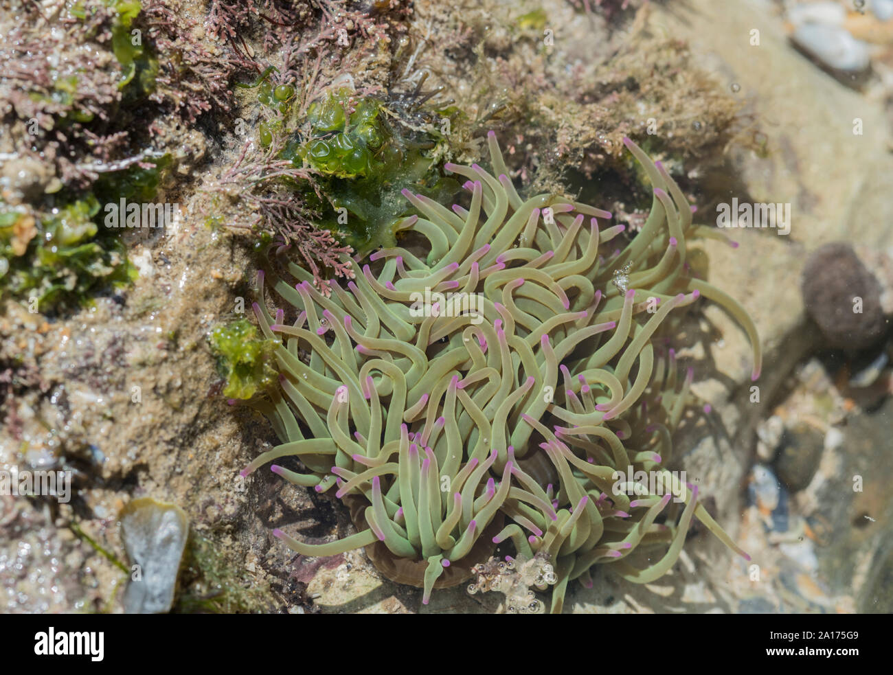 Snakelocks Anemone (Anemonia viridis) Foto Stock