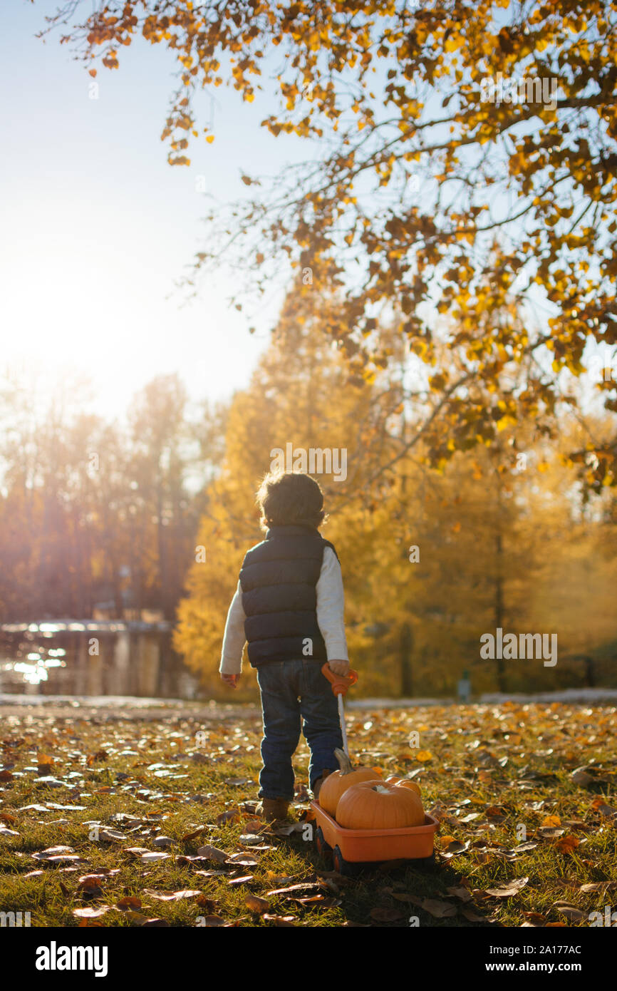 Ragazzo giovane tirando un carro con le zucche in autunno Foto Stock