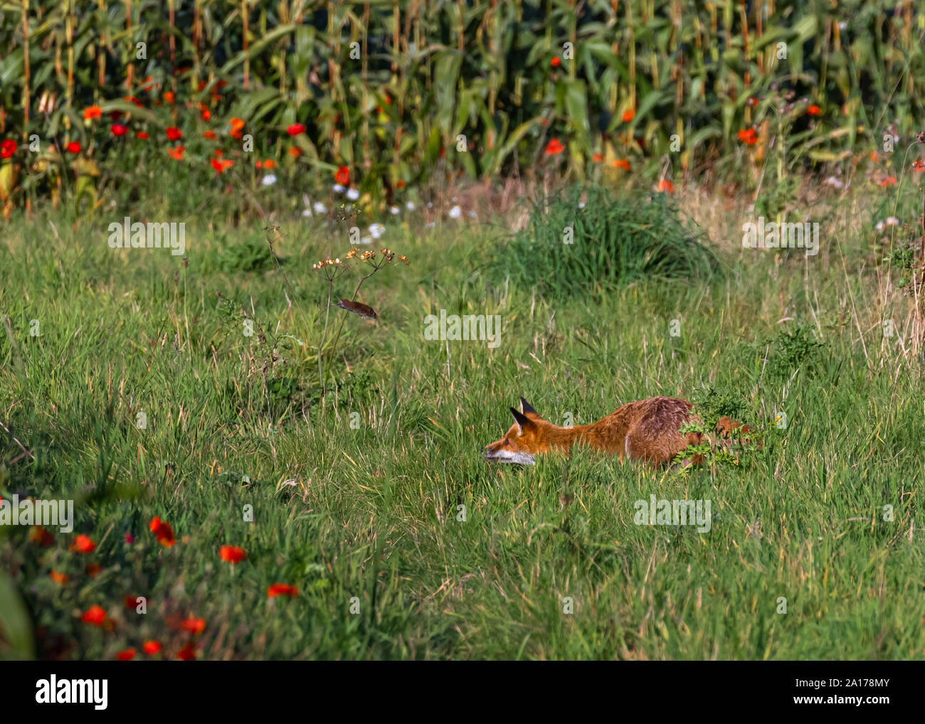 Questo giovane volpe ha appena lanciato il Vole in aria in modo che egli potesse passare di nuovo su di esso. Molto simile a quello di un gatto fa con i topi. Foto Stock