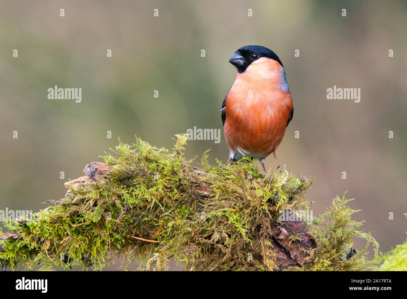 Bullfinch maschio [ Pyrrhula pyrrhula ] sul registro di muschio Foto Stock