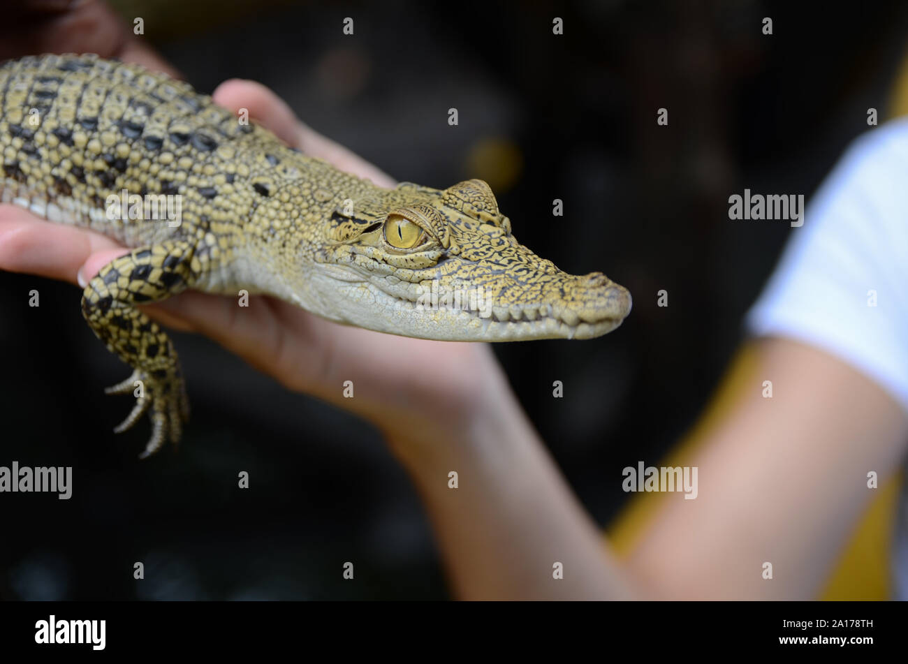 Persona detiene un piccolo coccodrillo close-up Foto Stock