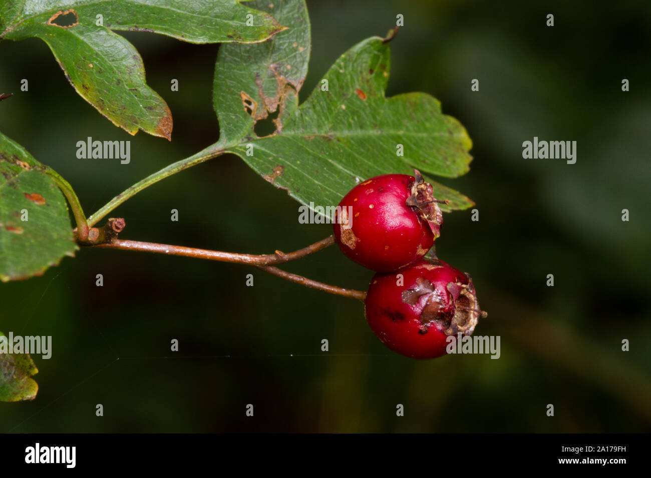 Mature di bacche rosse o pomes di biancospino, Crataegus monogyna Foto Stock