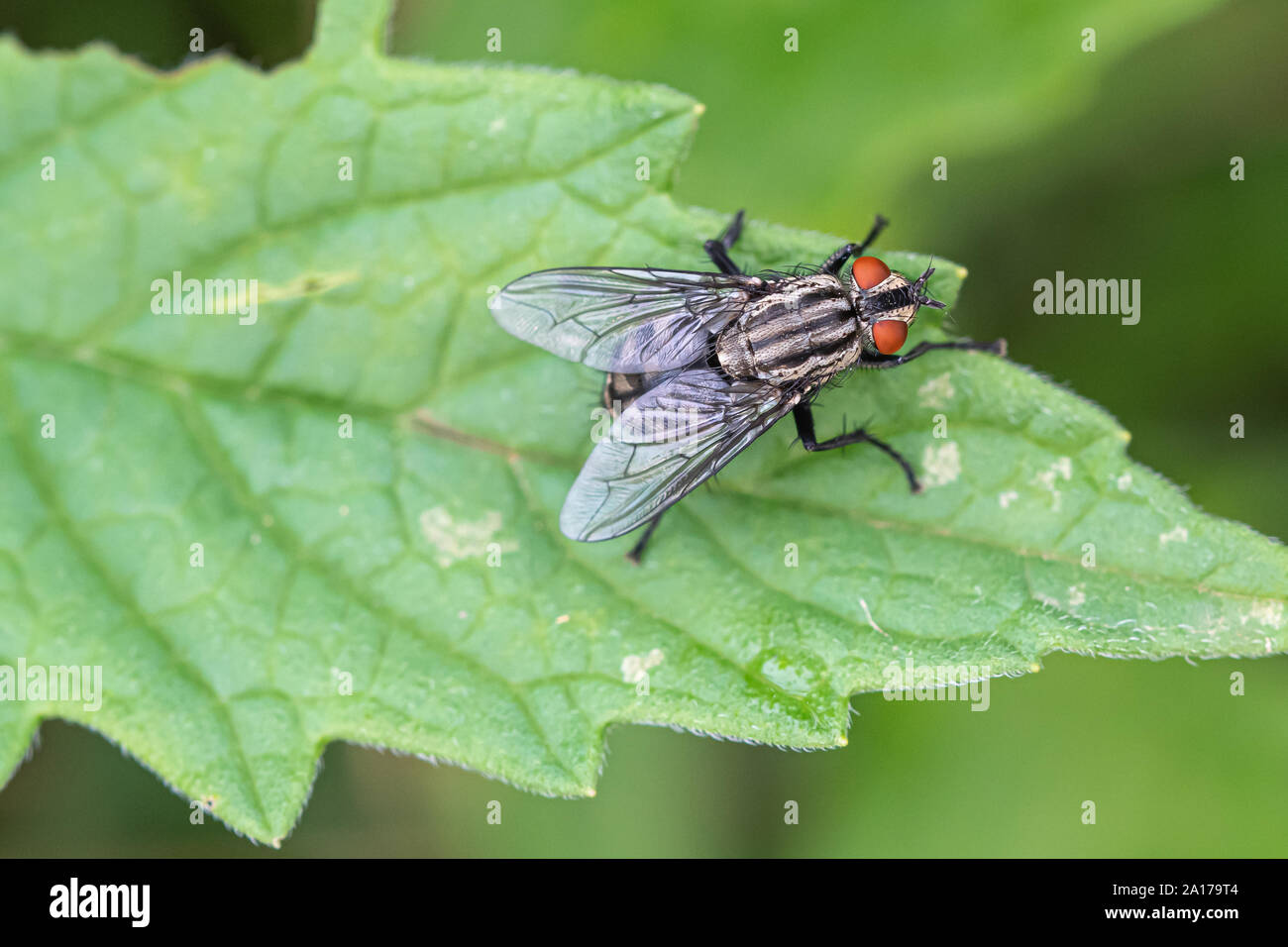 Vola con gli occhi rossi e corpo a righe su foglia verde. Foto Stock