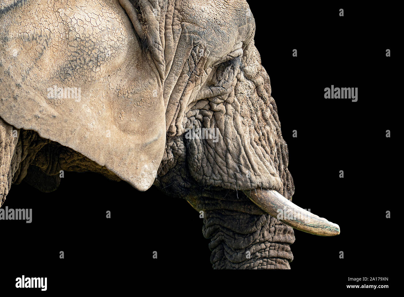 Elefante africano ritratto su sfondo nero Foto Stock