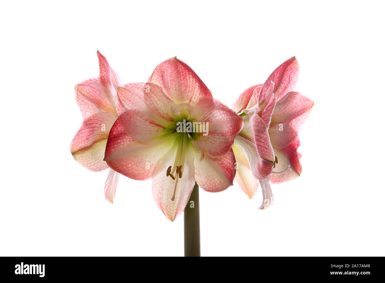 Più le teste dei fiori che si apre su un unico stelo di una lampadina Hippeastrum fotografati contro un puro sfondo bianco Foto Stock