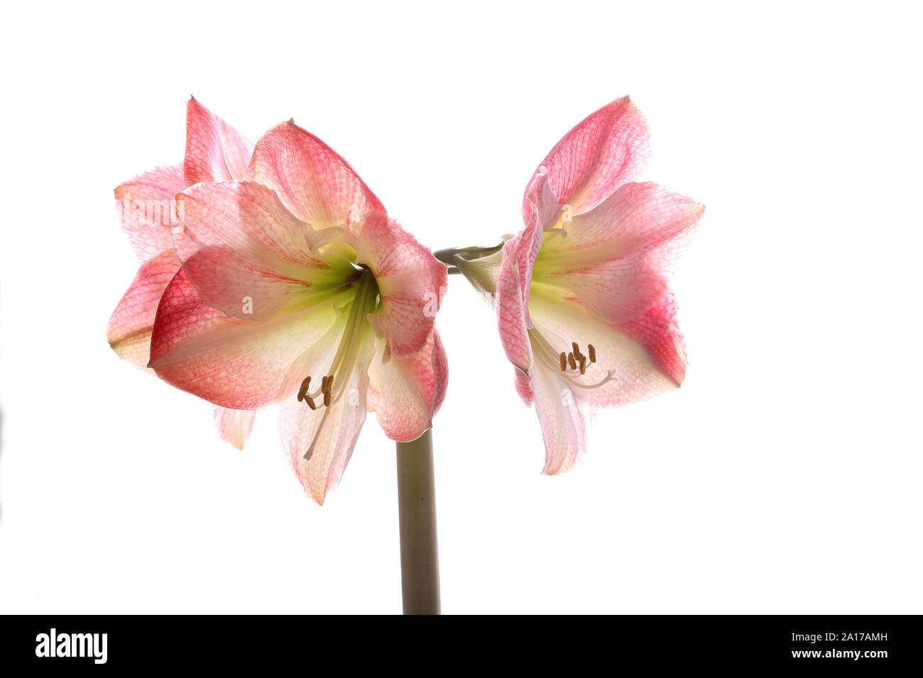 Più le teste dei fiori che si apre su un unico stelo di una lampadina Hippeastrum fotografati contro un puro sfondo bianco Foto Stock