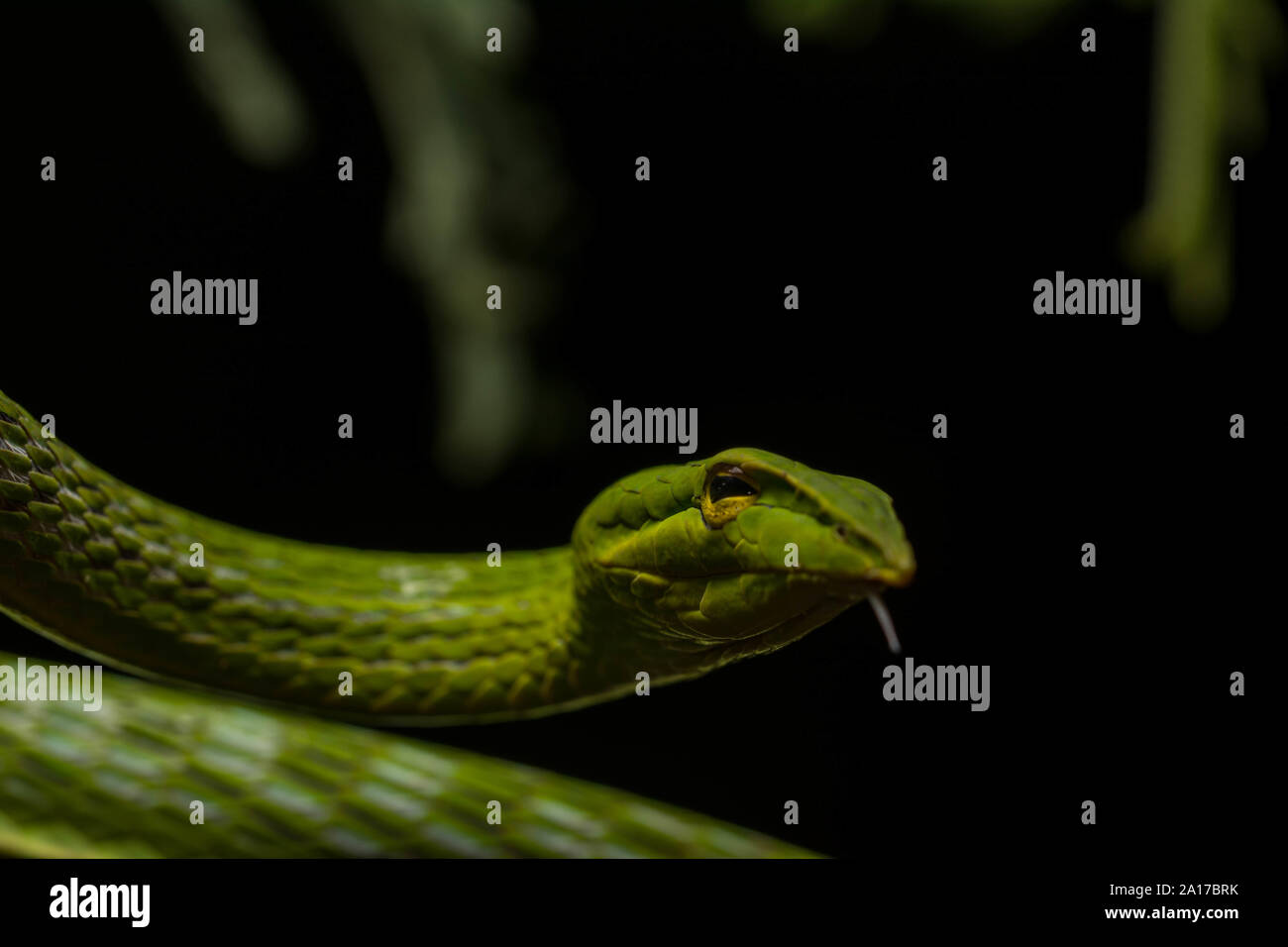 A becco lungo (Whipsnake Ahaetulla nasuta) da Prachuap Khiri Khan Provincia, Thailandia. Foto Stock