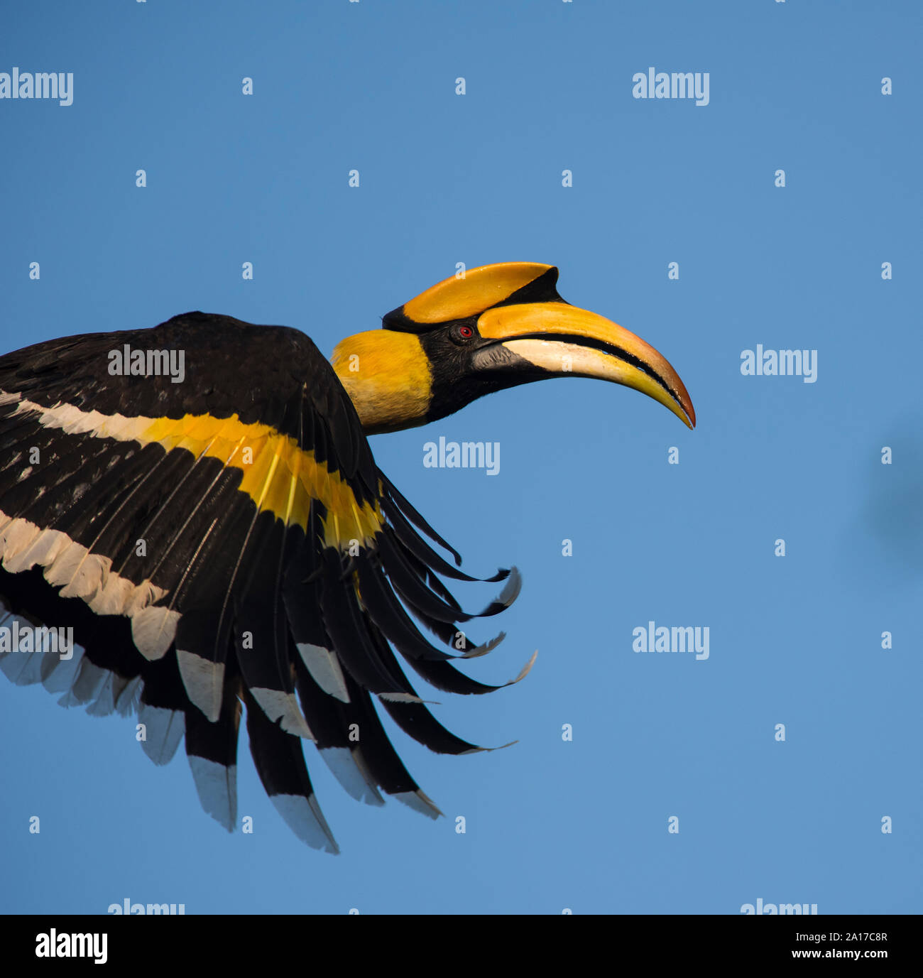 Vicino la foto di un grande Hornbill, (Buceros simum) in volo in Kaeng Krachan Parco Nazionale della Thailandia Foto Stock