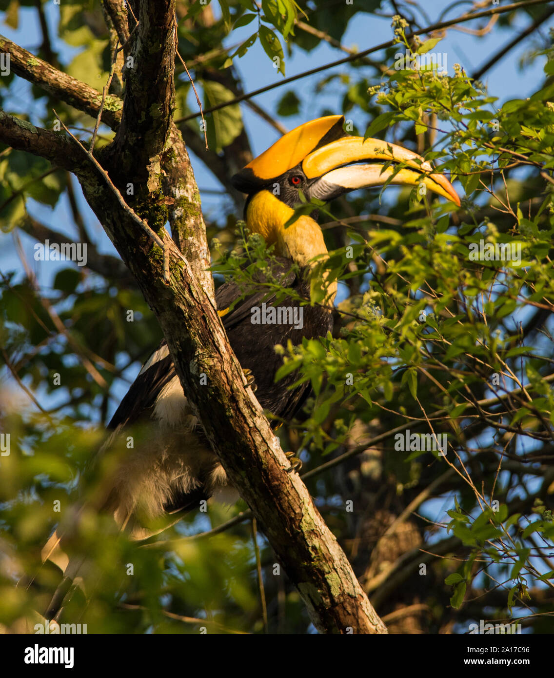 In prossimità di un grande Hornbill, (Buceros simum) sat in un albero in Kaeng Krachan NP della Thailandia. Foto Stock