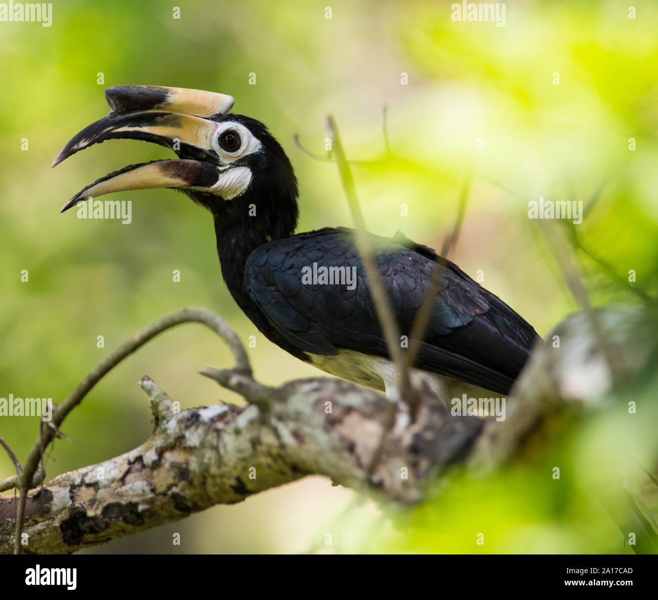 Oriental Pied Hornbill (Anthracoceros albirostris) in Kaeng Krachan National Park, Thailandia. Foto Stock
