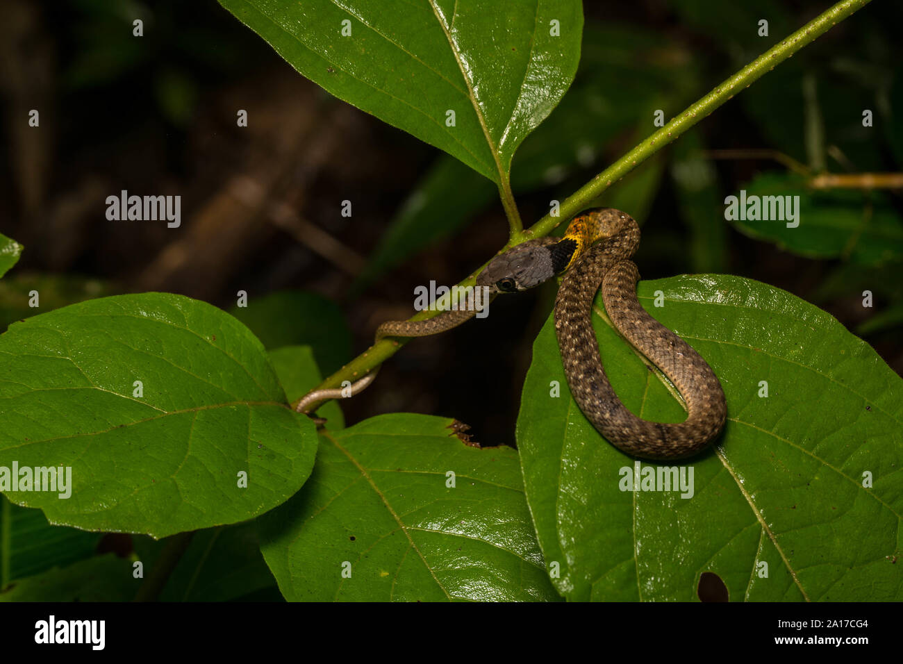 Rosso Colli (Keelback Rhabdophis s. subminiatus) Kaeng Krachan National Park, Thailandia. Foto Stock