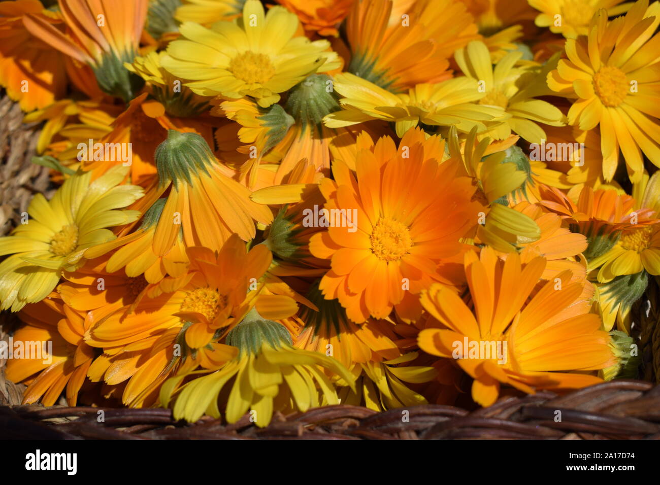 Sfondo con Calendula. Le erbe medicinali. L'estate. Giallo e arancio fiori di tagete sotto la luce diretta del sole. Fiori di calendula, medicina di erbe, pianta organica Foto Stock