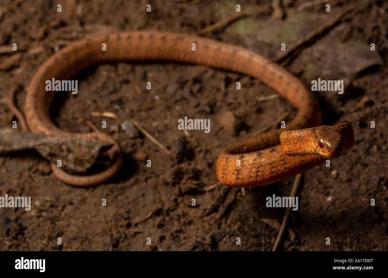 Keeled Slug-eating Snake (Pareas carinatus) da Phetchaburi Provincia, Thailandia. Foto Stock