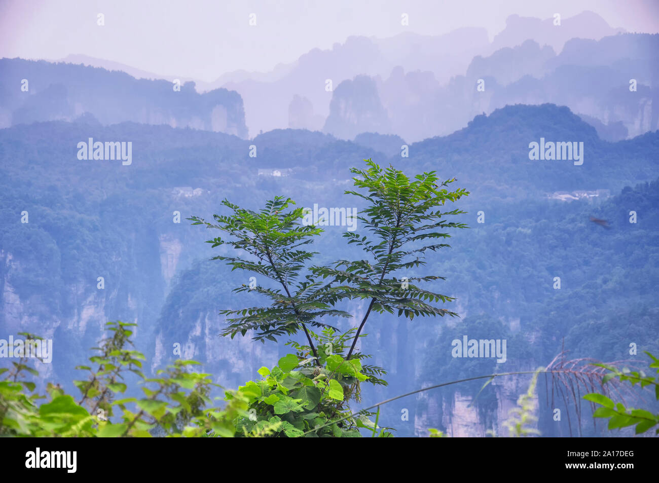 Un albero in primo piano e il unusal formazioni rocciose di Zhangjiajie Forest park nella provincia del Hunan in Cina. Foto Stock