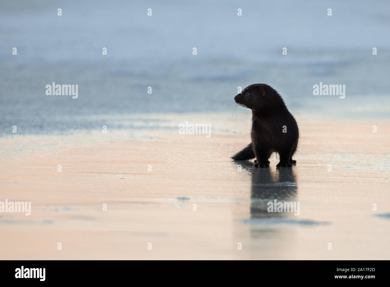 American mink sul ghiaccio durante il sunrise Foto Stock