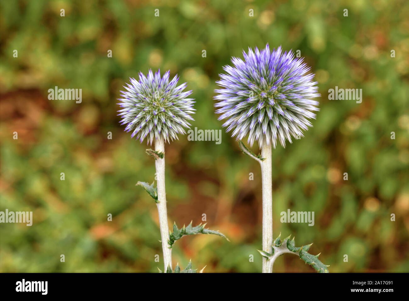 Bello e insolito fiori rotondo di spine di forma sferica di colore lilla su un prato verde in background blur. Foto Stock