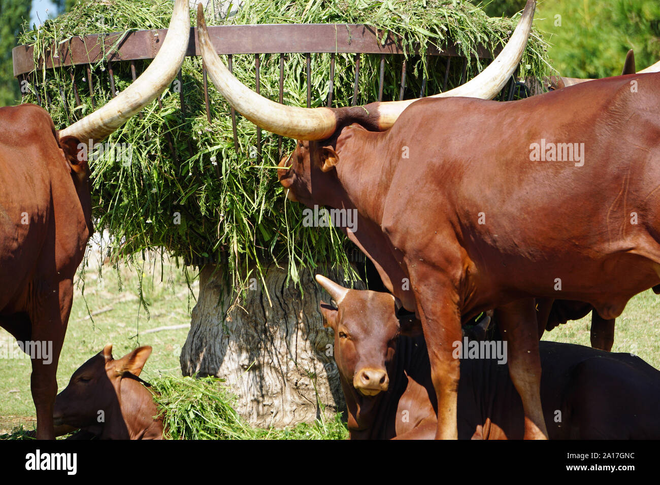 Vista di un gruppo di vacche Ankole-Watusi. Due bambini-croste in appoggio fissati al suolo sotto gli adulti vacche a Bussolengo presso lo zoo Parco Natura Viv Foto Stock
