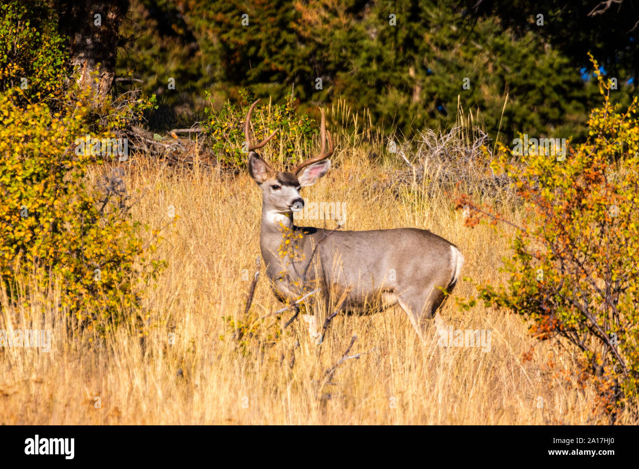 Buck tre mule deer godendo un sunrise su un bel Colorado primi giorni di autunno Foto Stock