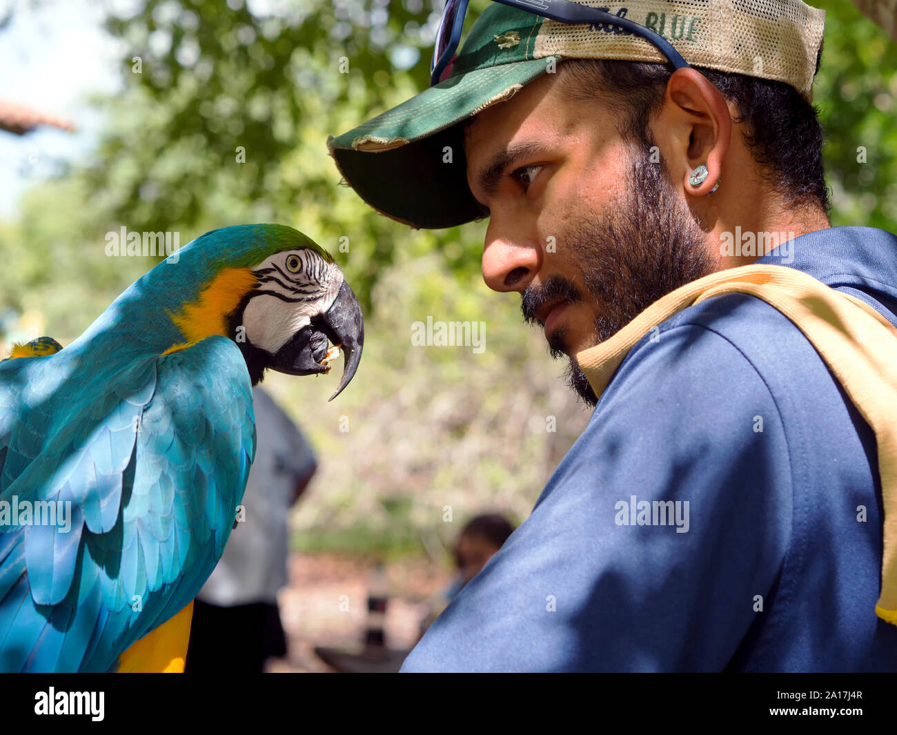 Un blu-giallo macaw, Ara ararauna, e il suo gestore fare contatto oculare. South Texas Botanical Gardens & Centro Natura nel Corpus Christi, Texas USA. Foto Stock