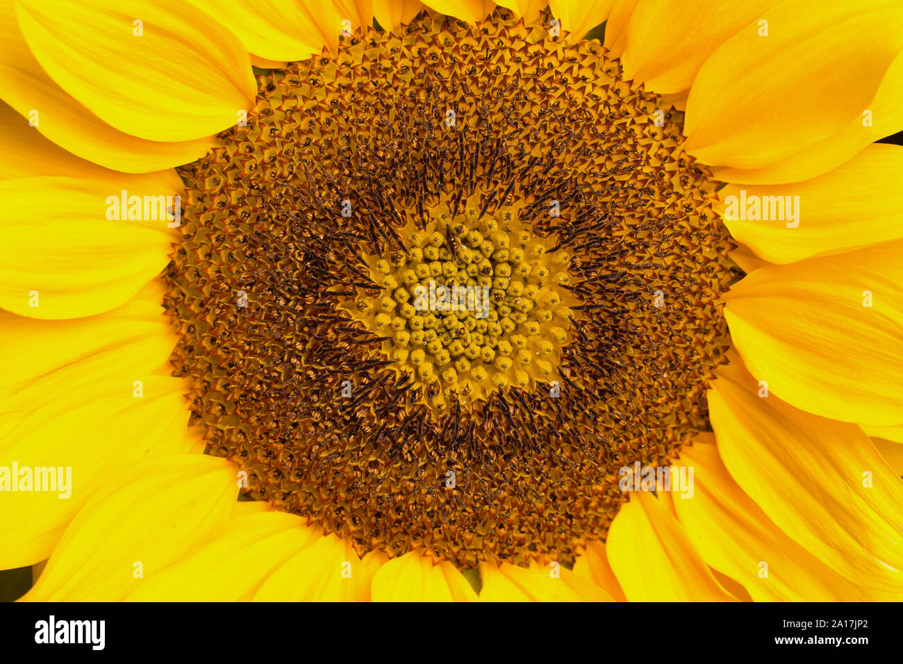 Macro di un girasole come immagine di sfondo Foto Stock