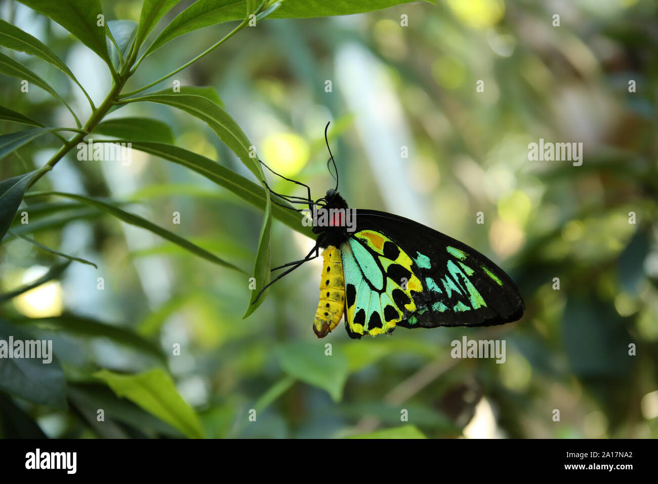 Cairns Birdwing Butterfly Foto Stock