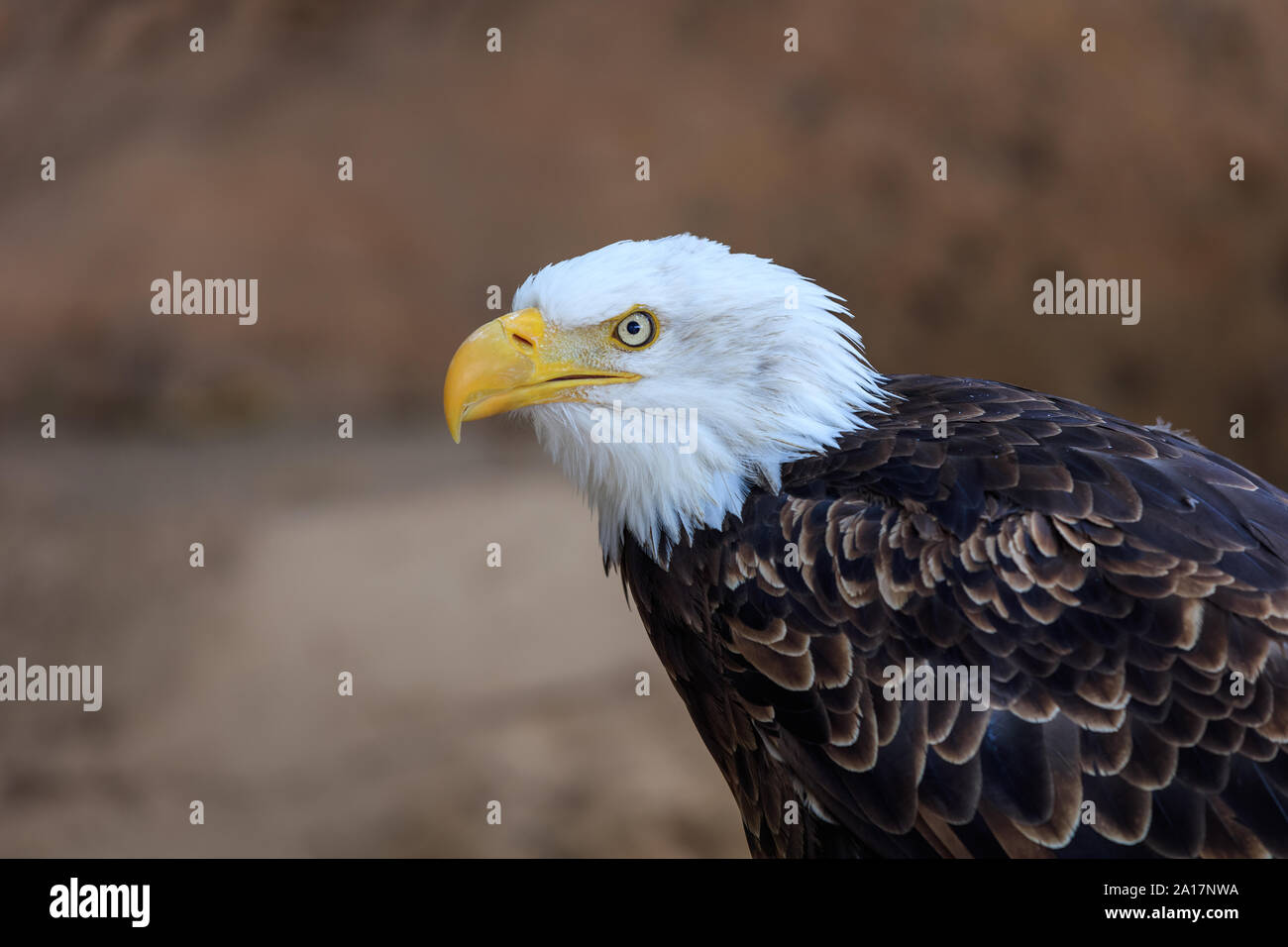 American aquila calva (Haliaeetus leucocephalus) in zoo di Tenerife, Isole Canarie, Spagna Foto Stock