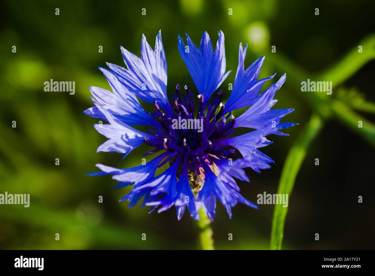 Unico fiore fiordaliso Foto Stock