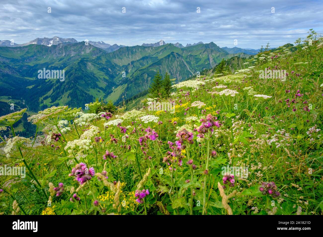 Fiori alpini sentiero natura al vertice, Walmendinger Horn, Kleinwalsertal, Allgauer Alpi, Allgau, Vorarlberg, Austria Foto Stock