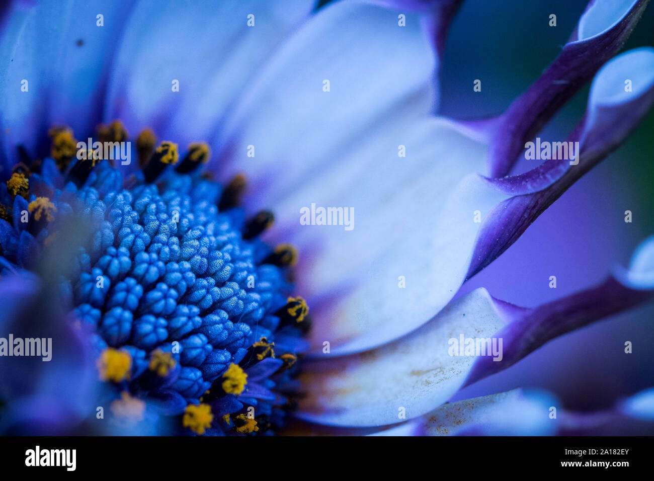 stamen di viola daisy fiore Foto Stock