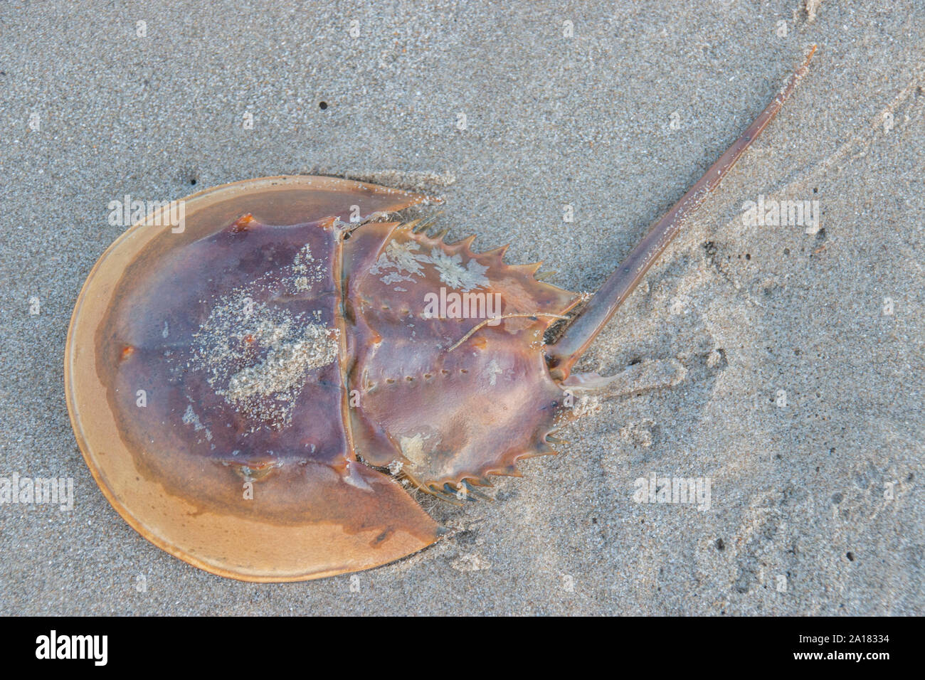 Minacciato i capretti Atlantico granchio a ferro di cavallo (Limulus polyphemus) ed è sulla Lista Rossa IUCN. Foto Stock