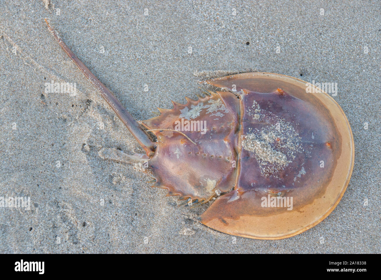 Minacciato i capretti Atlantico granchio a ferro di cavallo (Limulus polyphemus) ed è sulla Lista Rossa IUCN. Foto Stock