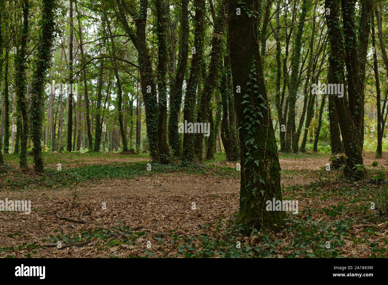 Scenario della foresta preso in Portogallo centrale Foto Stock