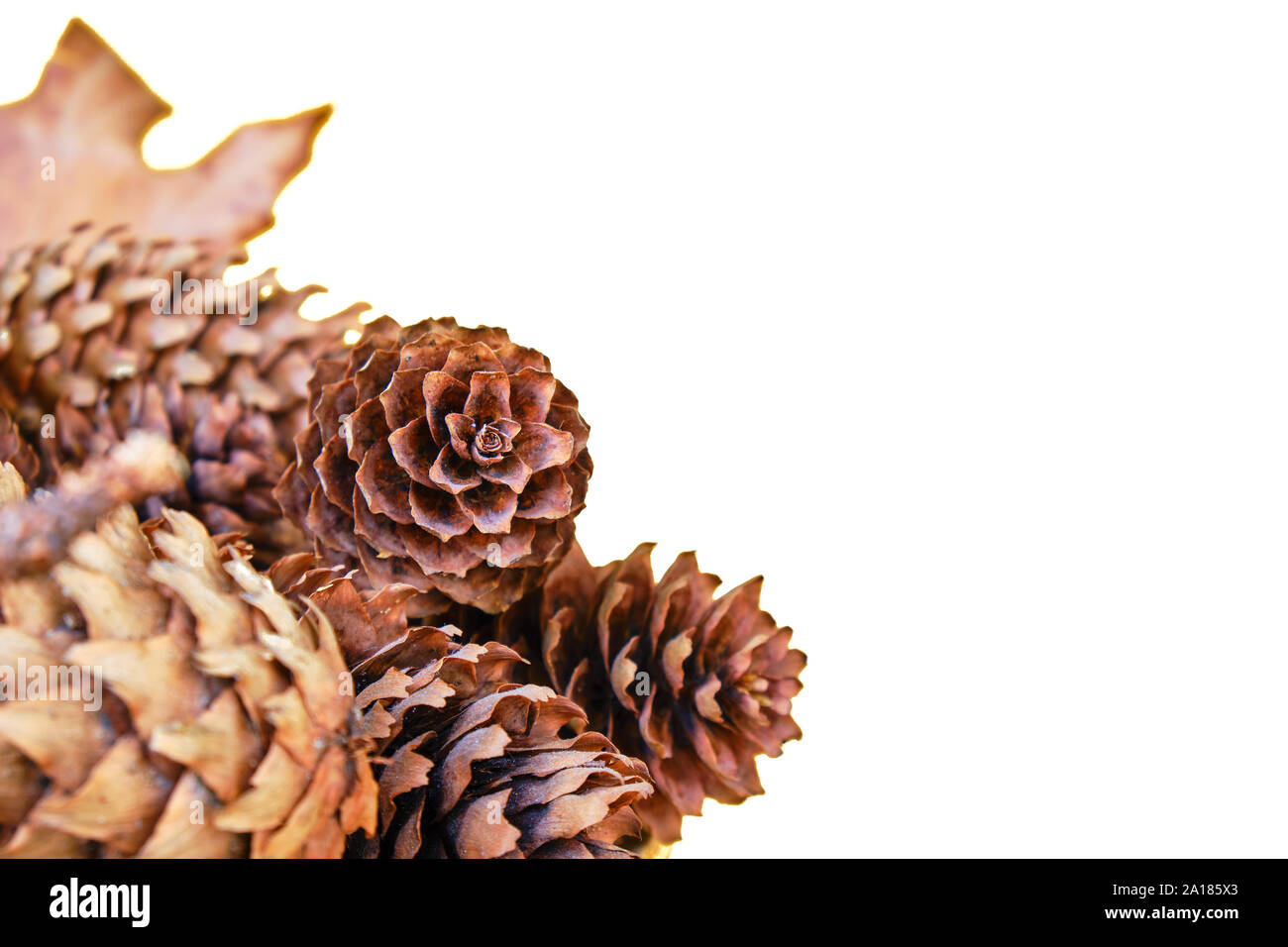 Close up marrone coni di abete rosso (Picea abies) isolato su sfondo bianco, con spazio per il testo sulla destra - concetto per il cambiamento delle stagioni. Foto Stock