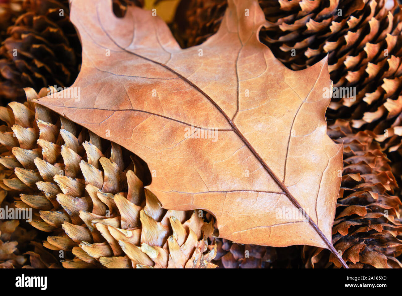 Rosso Secco foglie di quercia è diventato marrone in autunno, steso sulla cima di abete rosso marrone coni. Concetto di autunno. Foto Stock