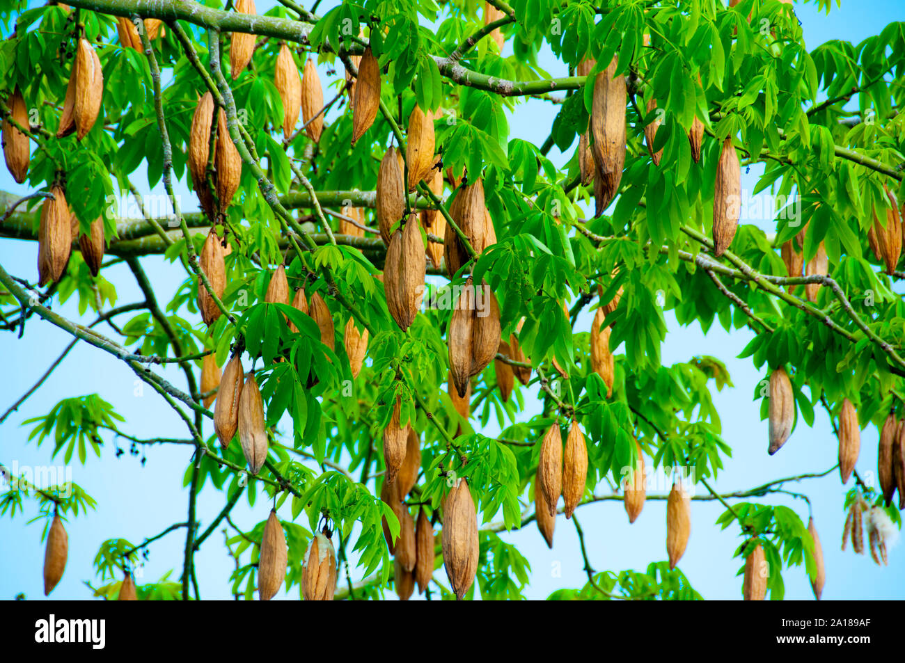 Ebano fibre - Bali - Indonesia Foto Stock