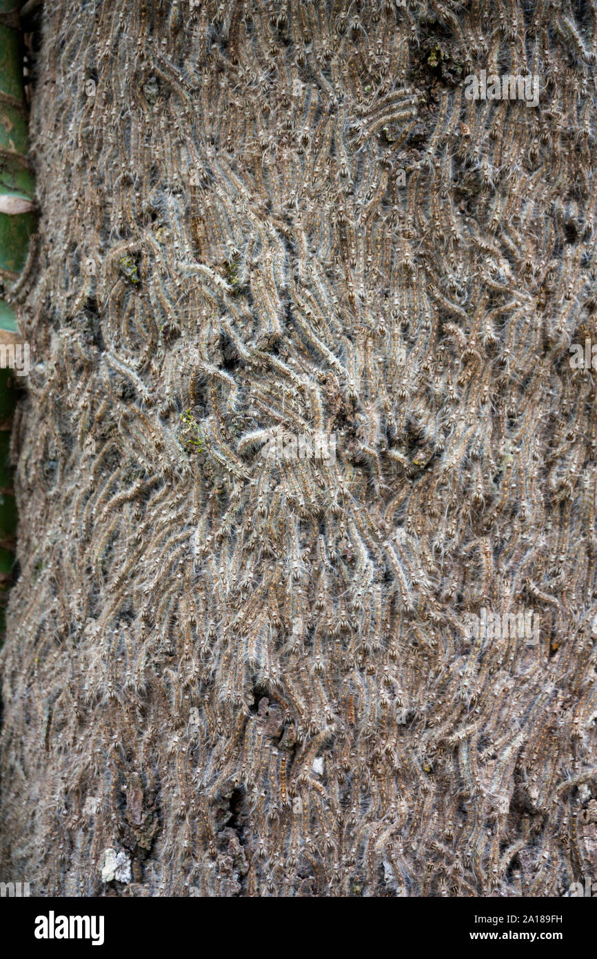 Tree invase da migliaia di bruchi. Luang Prabang, Repubblica democratica popolare del Laos Foto Stock