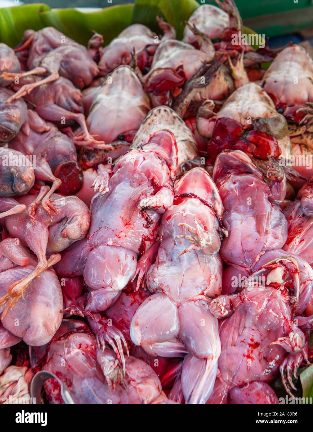 Asia SE avventura alimenti: rane freschi al mercato locale a Pakse, Laos. Non per i deboli di cuore o Kermit e gli amici. Foto Stock