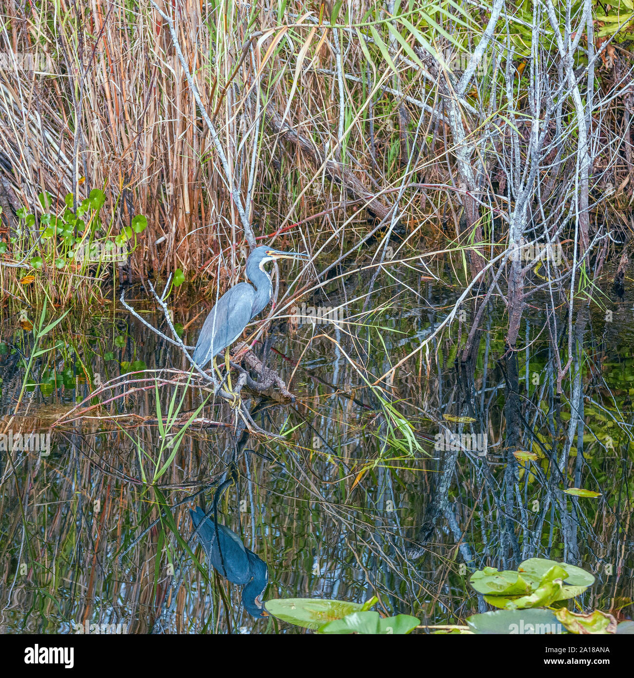 Airone tricolore (Egretta tricolore) e la sua riflessione.Big Cypress National Preserve.Florida.USA Foto Stock