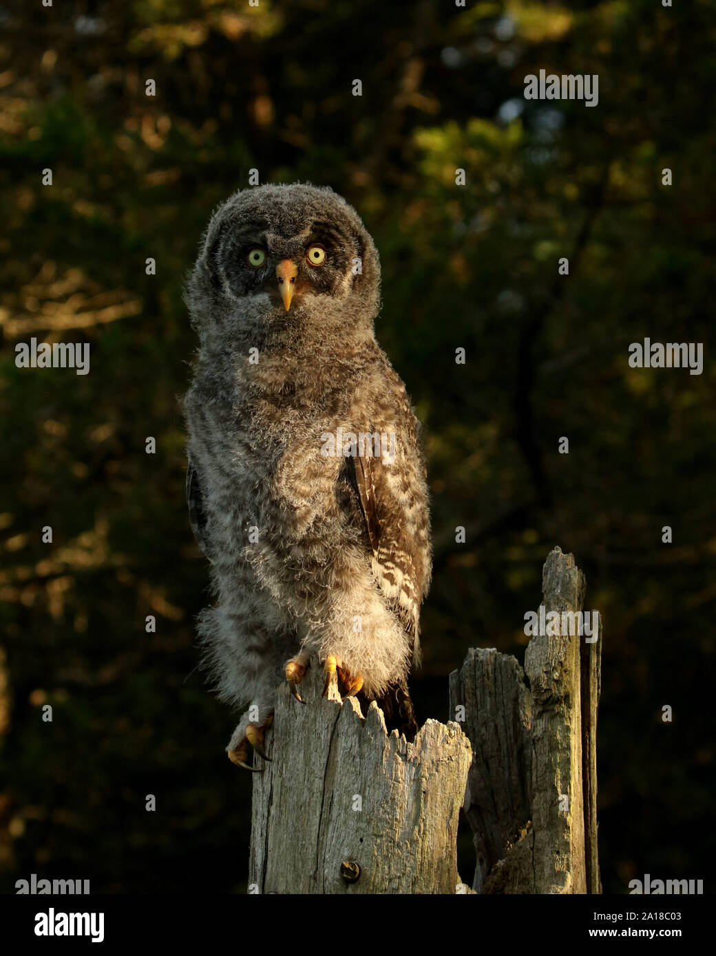 Grande grigio owlet Foto Stock