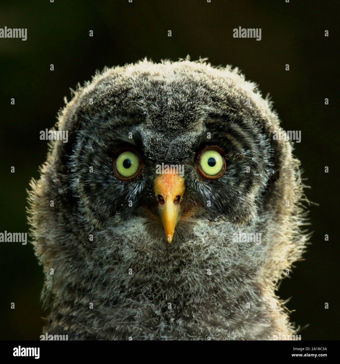 Grande grigio owlet Foto Stock