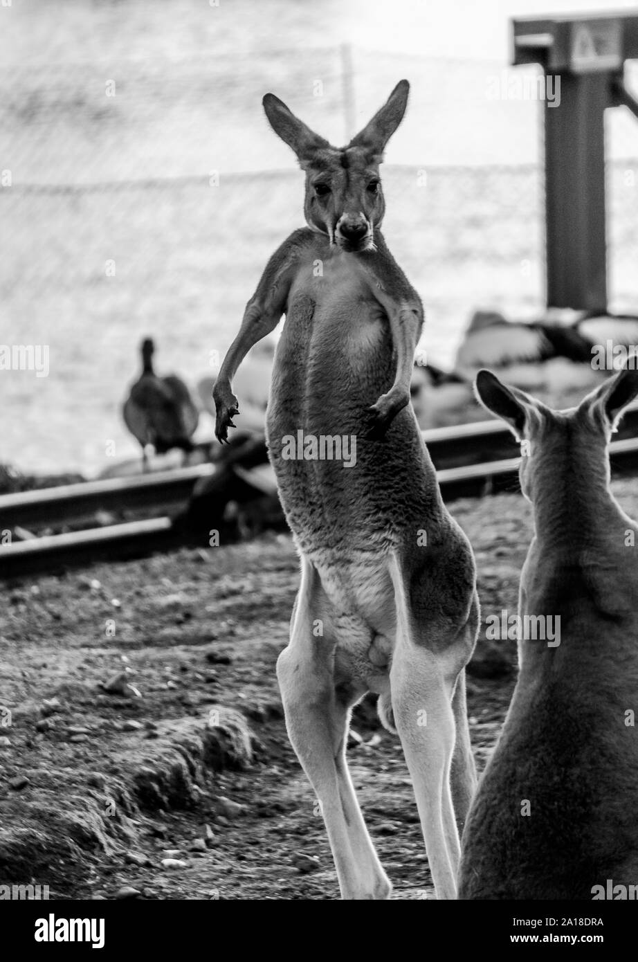 In bianco e nero di due canguri giocare combattimenti, uno indipendente alto, assumendo la posa di un boxer. Foto Stock