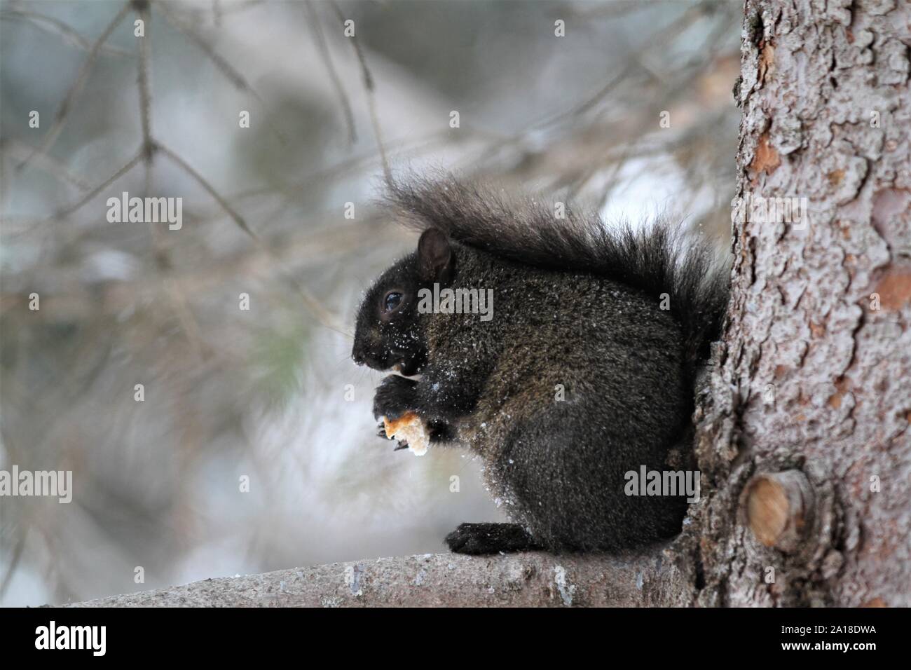 Carino scoiattolo nero con soffici coda è in piedi su un ramo a mangiare cibo Foto Stock