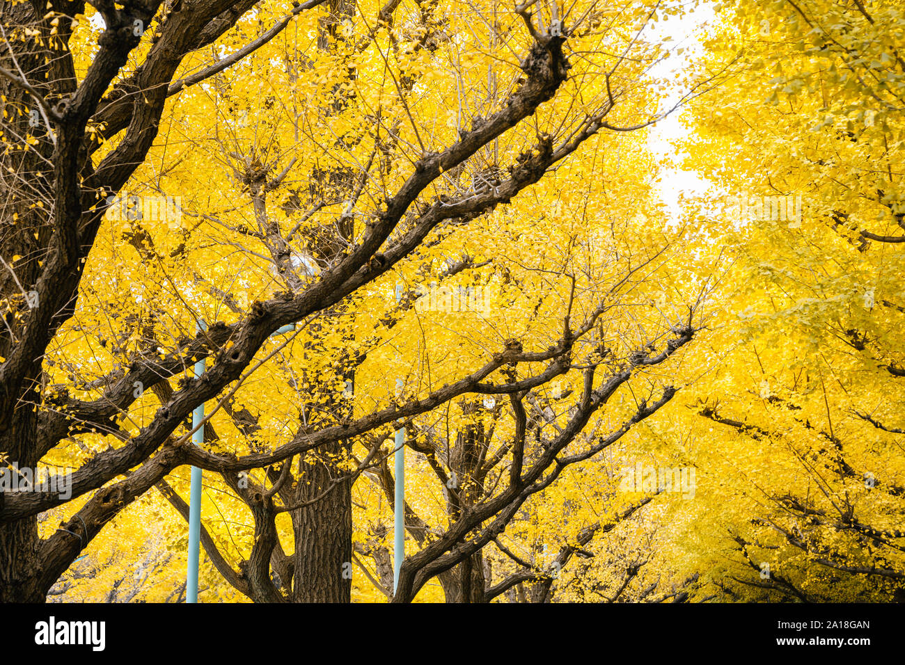 Giallo autunno ginkgo road a Meiji Jingu Gaien a Tokyo in Giappone Foto Stock