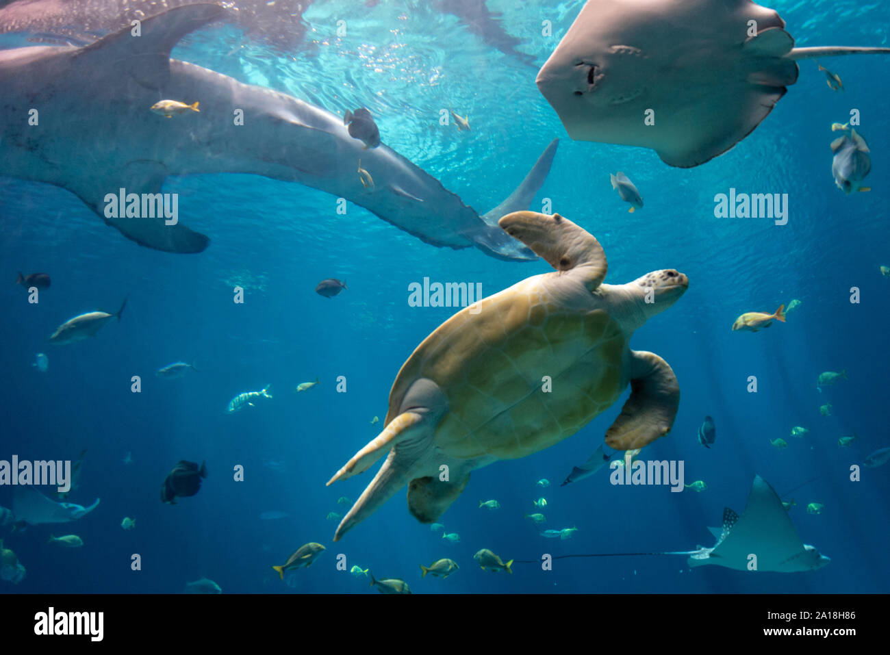Un meraviglioso spettacolo della vita nell'oceano presso il Georgia Aquarium's Ocean Voyager presentano nel centro di Atlanta, Georgia. (USA) Foto Stock