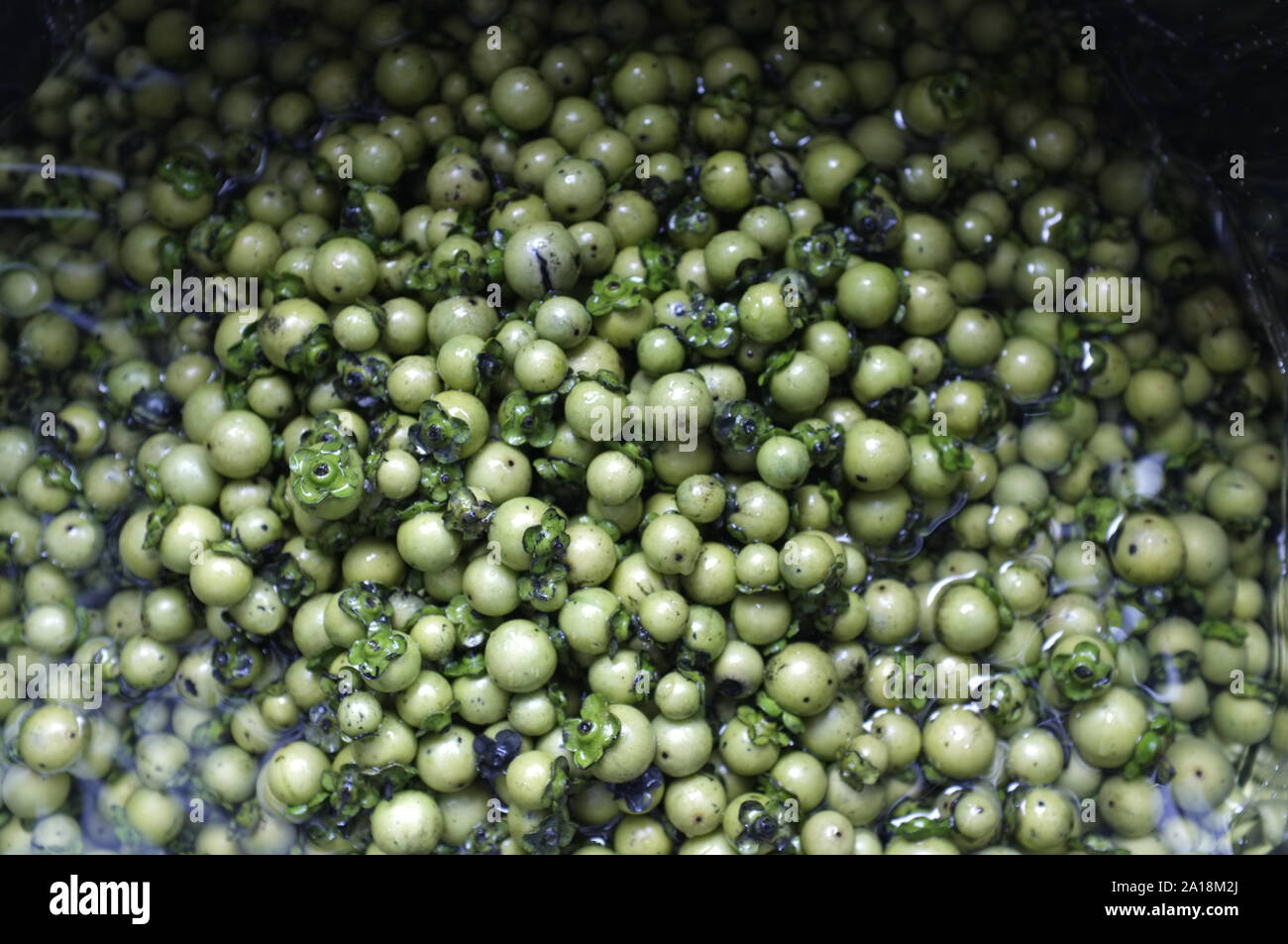 Diospyros freschi frutti mollis sfondo , erbe tailandese e coloranti naturali per tessuto Foto Stock