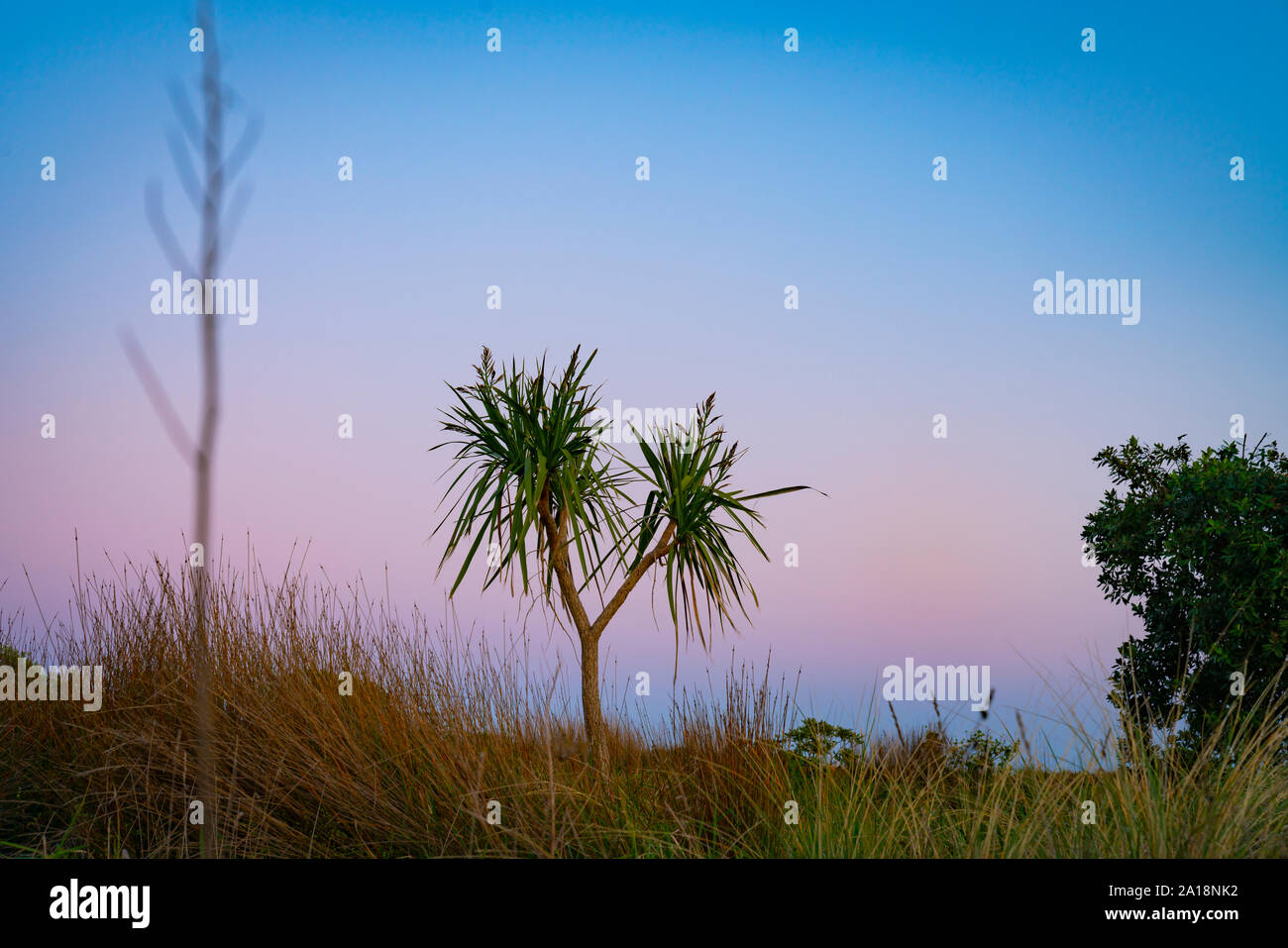 Paesaggio di Dune all'alba con tre specie di vegetazione spiaggia di ficina e la Nuova Zelanda cabbage tree in piedi fuori con albero pohutukawa sulla destra un Foto Stock