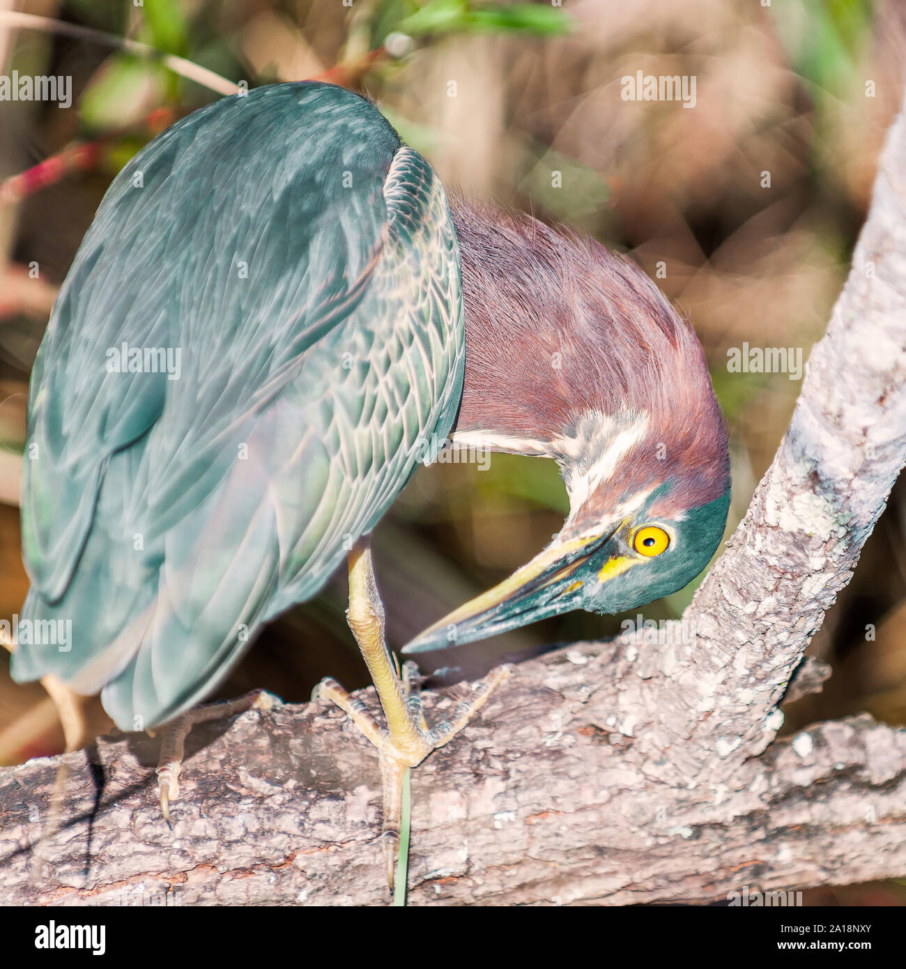 Un verde Heron (Butorides virescens) preening stesso su un ramo di un albero.Anhinga trail. Parco nazionale delle Everglades. Florida. Stati Uniti d'America Foto Stock